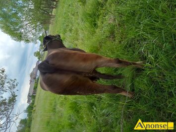Anonse KROWA, rasa LM, Krowa limuze 4 letnia wysokocielna, ma brzowa,termin ma na wrzesie 2025,wicej inf nr tel .518 062 933, c. do 7.900z. K
