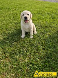 Anonse LABRADOR, szczenita, odrobaczony, zaszczepiony, ksieczka zdrowia, Mam do zaoferowania 6 maych i przesodkich labradorw (3/3), ktre prz