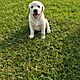 LABRADOR, szczenita, odrobaczony, zaszczepiony, ksieczka zdrowia, Mam do zaoferowania 6 maych i przesodkich labradorw (3/3), ktre prz
