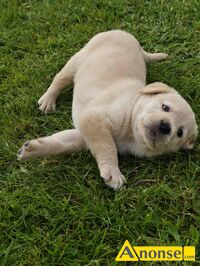 Anonse LABRADOR, ksieczka zdrowia, zaszczepiony, odrobaczony, szczenita, Mam do zaoferowania 6 maych i przesodkich labradorw (3/3), ktre prz