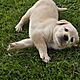 LABRADOR, ksieczka zdrowia, zaszczepiony, odrobaczony, szczenita, Mam do zaoferowania 6 maych i przesodkich labradorw (3/3), ktre prz
