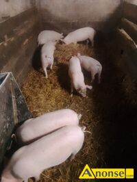 Anonse PROSITA, rasa PBZ, Witam sprzedam prosita powyej 30kg Odrobaczone i wykastrowane 7szt, c.320z do uzg.. GZOWICE