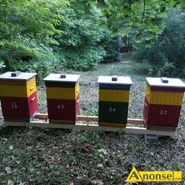 Anonse PSZCZOY, Sprzedam rodziny pszczele oraz odklady, ramka warszawska poszerzana. Rodziny silne i zdrowe w dobrej kondycji. Cena 60z za ramk.