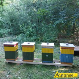 Anonse PSZCZOY, Sprzedam odkady pszczele ramka warszawska poszerza. W skad odkadu wchodzi 5 ramek (3 ramki z czerwiem i 2 osonowe). W odkadzi