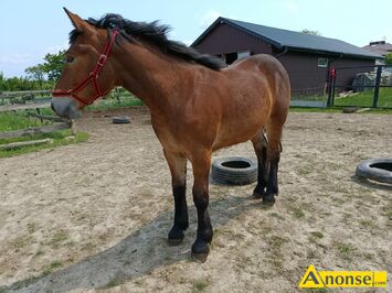 Anonse REBICA, rasa ZIMNOKRWISTA, Ksiga gwna od Certa 81pkt po Bleki 84 pkt, c.5.600z. KRASIENIN-KOLONIA