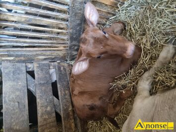 Anonse JAWECZKA, rasa MM, Jaweczka czterotygodniowa czerwona,pije z wiaderka, c.1.900z. BRZEZINKI NOWE
