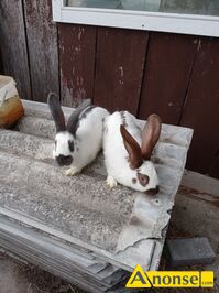 Anonse KRLIKI, Sprzedam srokacze maj 4 miesice. Waga to ponad 3 kilo. Zapraszam do obejrzenia. Wicej informacji pod telefonem, c.70z/sz. ZWO