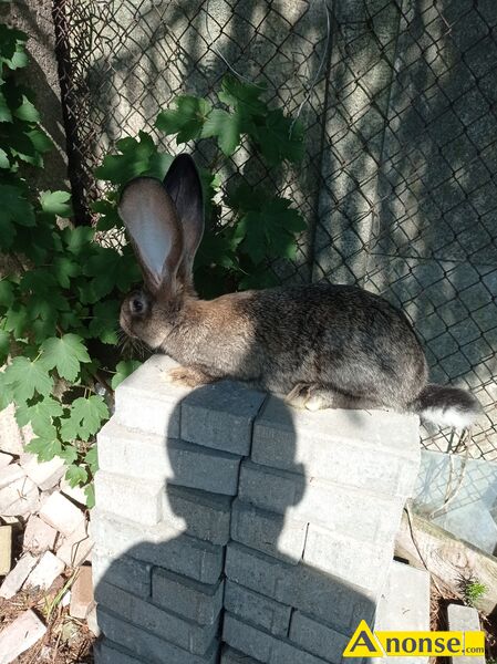 krliki  opis dodatkowy: Sprzedam mode belgi 3 miesiczne waga 2,7 kilo. Zapraszam do obejrzenia. Wicej informacji pod telefonem 