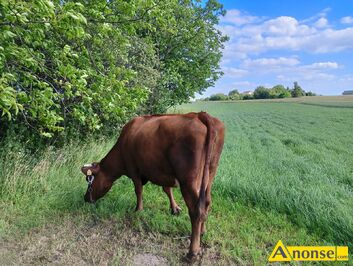 Anonse KROWA, Sprzedam krow, 6- letnia, czerwona, spokojna, cielna 6- miesicy, dojona rcznie i dojark, wyprowadzana na pastwisko, od rolnika.,