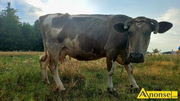 Anonse KROWA, rasa CZERWONO-BIAA, Sprzedam krow, e wzgldu na likwidacj gospodarstwa, 12 letnia, po wycieleniu, rasa MM w paszporcie, c.6.800z
