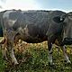 KROWA, rasa CZERWONO-BIAA, Sprzedam krow, e wzgldu na likwidacj gospodarstwa, 12 letnia, po wycieleniu, rasa MM w paszporcie, c.6.800z