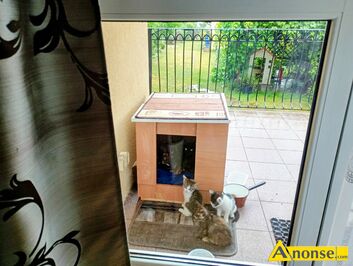Anonse ODDAM, oddam gratis trzy mae kotki (2 miesiczne) i czarn kocic (1 rok) LEENICE