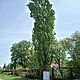 ODDAM, Drzewo topola w zamian za wycink. obwd pnia 195 cm, stan bardzo dobry DOMINW