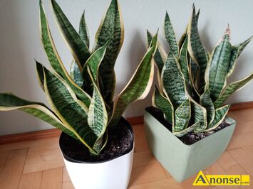 Anonse SANSEWIERIA, Sprzedam zdrow ukorzenion sadzonk roliny Sansevieria. Rolina dekoracyjna, sekulen Odbir osobisty Lublin., c.10z. LUBLI
