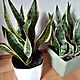 SANSEWIERIA, Sprzedam zdrow ukorzenion sadzonk roliny Sansevieria. Rolina dekoracyjna, sekulen Odbir osobisty Lublin., c.10z. LUBLI