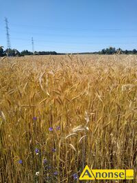 Anonse SOMA, Sprzedam som z pszenyta 3 ha oraz z owsa 3 ha do samodzielnego sprasowania.Cena do uzgodnienia.Planowane koszenie od 18 do 28 lipc