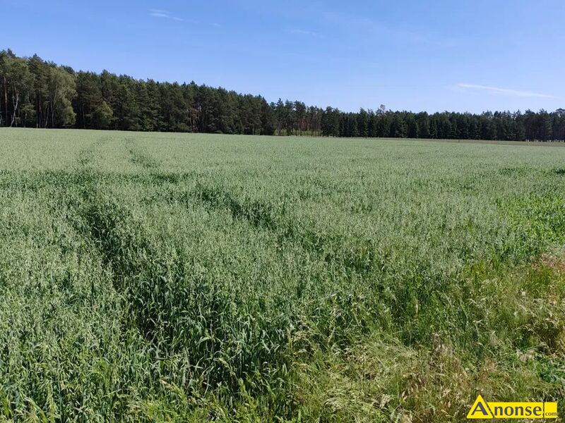 SYCYNA  PD./K. ZWOLENIA , dziaka 3ha, rolna, atrakcyjne pooenie, wjazd z drogi asfaltowej, pierwsza w pasie zabudowy opis dodatkowy: Wydzierawi grunty rolne cznie 3 ha (s to trzy grunty kady po 1 ha w odlegoci 700 m od siebie) pod upraw zb, kukurydz, warzyw i innych upraw. 
I-ha - 2 i 3 klasa, II-ha -4 klasa, III-ha 4 i 5-klasa. Na okres 3 lat. 
Dzierawca paci 3000 z/rocznie za 3ha a Waciciel otrzymuje dopaty i paci podatki. Umowa dzierawy od 21 lipca 2025 r.
