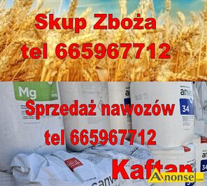 Anonse ZAKUPI: yto, Kupi yto pszenic pszenyto jeczmie rzepak kukurydz . tel 665967712 WINICE WARCKIE