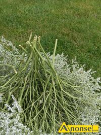 Anonse ZATRWIAN TATARSKI BIAY,SUCHY, bialy, Sprzedam zatrwian tatarski biay, suchy.Zbior 2025r.Cena 40 z.za 1 kg.suszu.Odbior osobisty., c.40z.