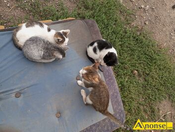 Anonse ZAMIENI: Kotki mae, nazwa hodowli: Kotki, Sieprawice, Mae, Witam mam do oddania za darmo mae kotki adne agodne przyjazne lubice przyt