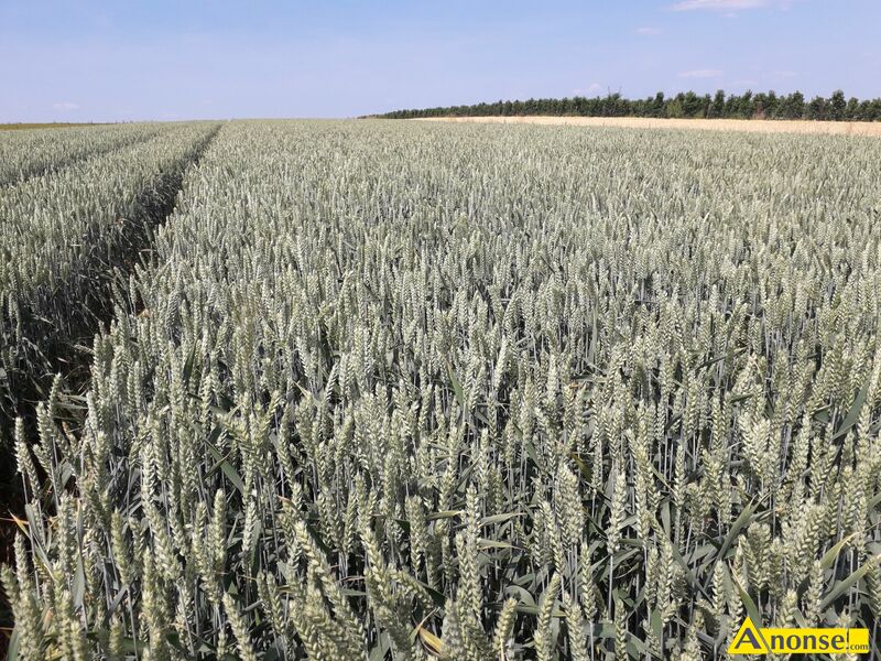 Pszenica  ozima odmiana Admont 1 rok po centrali opis dodatkowy: z hodowli Saten Union, workowana w worki, faktura i etykiety do wgldu, bez chorb, 17-20 piterek. - image 3