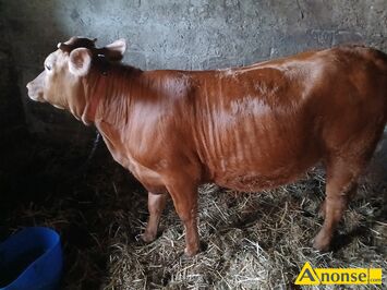 Anonse JAŁÓWKA, rasa LM, c.18zł/kg. GLINIEC