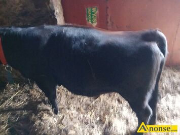 Anonse JAŁÓWKA, rasa LM, c.18zł/kg. GLINIEC