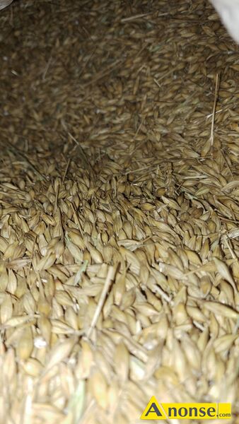 jczmie  opis dodatkowy: Jczmie ozimy odmiana Tonsalis, po centrali.
Bez chwastw, zebrany z pogod.
Przeznaczenie na pasz.
Cena za ziarno w opakowaniach BigBag, po ok 700kg, bezporednio po kombajnie. - image 3