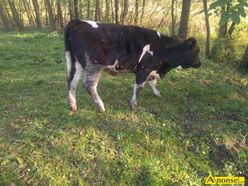 krowa , rasa SIMENTAL opis dodatkowy: Sprzedam krow rasy simental po 1wycieleniu wraz z 5miesiczn jawk.Zwierzta nauczone chodzi w pastuchy.Wicej info telefonicznie. - image 2