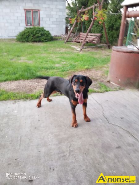 oddam  opis dodatkowy: Oddam za niewielk opat psa rasy goczy polski maci czarny wiek 12 miesicy  - image 1