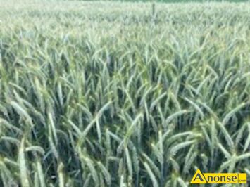 Anonse - PSZEANŻYTO, Sprzedam pszenżyto ozime po centrali i jare Żyto. i inne zboza Cena do uzgodnienia, c.60zł. CHUSTKI Anonse PSZEANŻYTO, Sprzedam pszenżyto ozime po centrali i jare Żyto. i inne zboza Cena do uzgodnienia, c.60zł. CHUSTKI