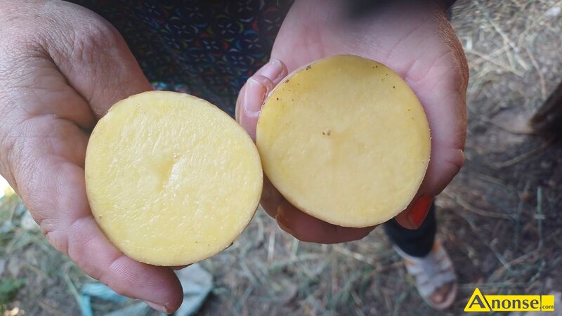 Ziemniaki   , Soraja i roksana opis dodatkowy: Sprzedam smaczne przebrane ziemniaki bez nawozu 100z za 100kg  - image 3