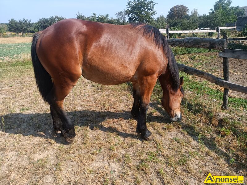 rebica  opis dodatkowy: 13 miesicy, ksiga gwna, matka Certa 81pkt ojciec Bleki 84pkt 
Wicej informacji udziel telefonicznie  - image 1