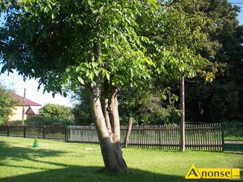 Anonse - ADAMO, dom 90m<sup>2</sup>, na działce 4100m<sup>2</sup>, do zamieszkania, ogrzewanie kominkowe, w gm. SIENNO/Mazowieckie, wiejski, w luźnej zabudowie, po kapital Anonse ADAMO, dom 90m<sup>2</sup>, na działce 4100m<sup>2</sup>, do zamieszkania, ogrzewanie kominkowe, w gm. SIENNO/Mazowieckie, wiejski, w luźnej zabudowie, po kapital