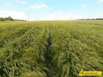 Anonse - Jęczmień jary odmiana KWS Premis 1 rok po centrali, jest czysty i workowany w worki, faktura i etykiety do wglądu, 17 pięterek, bez chorób, Anonse Jęczmień jary odmiana KWS Premis 1 rok po centrali, jest czysty i workowany w worki, faktura i etykiety do wglądu, 17 pięterek, bez chorób,