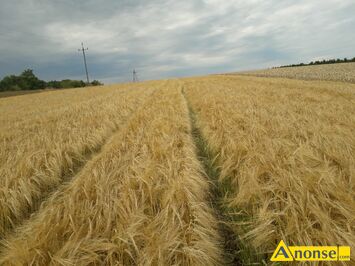 Anonse - Jęczmień jary odmiana KWS Premis 1 rok po centrali, jest czysty i workowany w worki, faktura i etykiety do wglądu, 17 pięterek, bez chorób, Anonse Jęczmień jary odmiana KWS Premis 1 rok po centrali, jest czysty i workowany w worki, faktura i etykiety do wglądu, 17 pięterek, bez chorób,
