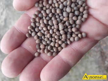 Anonse - GRYKA, Sprzedam płody rolne takie jak gryka.gorczyca.saladera.facelia.rzodkiew oleista.łubin Posiadam też zboża Cena podana za żyto Prosze d Anonse GRYKA, Sprzedam płody rolne takie jak gryka.gorczyca.saladera.facelia.rzodkiew oleista.łubin Posiadam też zboża Cena podana za żyto Prosze d