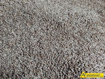 Anonse - JĘCZMIEŃ, Ozimy, Sprzedam jęczmień ozimy rok po centrali ziarno ładne grube dorodne., c.80zł/q. KOZINKI Anonse JĘCZMIEŃ, Ozimy, Sprzedam jęczmień ozimy rok po centrali ziarno ładne grube dorodne., c.80zł/q. KOZINKI