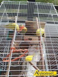 Anonse - PAPUGA, nazwa hodowli: Arius, Rapackiego, Młode, Sprzedam, siedem papug falistych z dużą, klatką .Dwie papużki to samiec i samica, reszta, p Anonse PAPUGA, nazwa hodowli: Arius, Rapackiego, Młode, Sprzedam, siedem papug falistych z dużą, klatką .Dwie papużki to samiec i samica, reszta, p