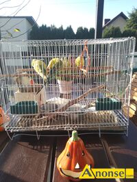 Anonse - PAPUGA, nazwa hodowli: Arius, Rapackiego, Młode, Sprzedam 7,papug rodzice z,4,młodymi papużkami, i dużą klatką, polecam, sprzedaje że względ Anonse PAPUGA, nazwa hodowli: Arius, Rapackiego, Młode, Sprzedam 7,papug rodzice z,4,młodymi papużkami, i dużą klatką, polecam, sprzedaje że względ