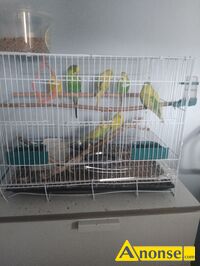 Anonse - PAPUGA, Rapackiego, Młode, Sprzedam 7 papużek falistych, cztery młode palpuszki, z dużą klatką, polecam, sprzedaje z powodu wyjazdu, polecam Anonse PAPUGA, Rapackiego, Młode, Sprzedam 7 papużek falistych, cztery młode palpuszki, z dużą klatką, polecam, sprzedaje z powodu wyjazdu, polecam