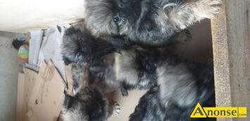 Anonse - PEKIŃCZYK, 3 miesiące, Kochane pekińczyki są bardzo przyjazne mają 3 miesiące, c.1zł/sz do uzg.. RADOM Anonse PEKIŃCZYK, 3 miesiące, Kochane pekińczyki są bardzo przyjazne mają 3 miesiące, c.1zł/sz do uzg.. RADOM