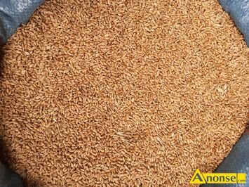 Anonse - PSZENICA, JARA, MAM DO SPRZEDANIA PSZENICE JARĄ ODMIANY ATRAKCJA, PIERWSZY ROK PO CENTRALI, GOTOWA DO SPRZEDAŻY PO WORKOWANA PO 50kg, Z PRZE Anonse PSZENICA, JARA, MAM DO SPRZEDANIA PSZENICE JARĄ ODMIANY ATRAKCJA, PIERWSZY ROK PO CENTRALI, GOTOWA DO SPRZEDAŻY PO WORKOWANA PO 50kg, Z PRZE