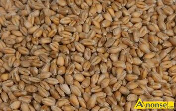 Anonse - PSZENICA OZIMA, MAM DO SPRZEDANIA PSZENICE OZIMĄ EUFORIA, ELKKTRA PIERWSZY ROK PO CENTRALI ŁADNA OCZYSZCZONA POWORKOWANA PO 50KG cena 100zł/ Anonse PSZENICA OZIMA, MAM DO SPRZEDANIA PSZENICE OZIMĄ EUFORIA, ELKKTRA PIERWSZY ROK PO CENTRALI ŁADNA OCZYSZCZONA POWORKOWANA PO 50KG cena 100zł/