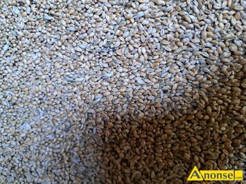 Anonse - PSZENICA, Ozima, Sprzedam pszenicę ozima z tegorocznego zbioru. Ziarno suche czyste bez domieszki innych zbóż. Możliwy transport detaliczny Anonse PSZENICA, Ozima, Sprzedam pszenicę ozima z tegorocznego zbioru. Ziarno suche czyste bez domieszki innych zbóż. Możliwy transport detaliczny