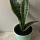 SANSIEVIERIA, Sansievieria to rolina dla kadego. atwa w uprawie i odporna na bdy hodowcy. Jest wytrzymaa i mao wymagajca, atwa do r
