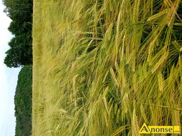 Anonse JCZMIE, Sprzedam jczmie ozimy dwurzdowy, zbir 2025 c.75z.q. Jczmie jary zbir 2025. c.75z. Pszenyto c80z.q., c.75z. BATW 69