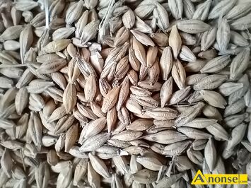 Anonse JCZMIE, Sprzedam jczmie jary, c.75z. Jczmie ozimy, c.75z., c.75z. BATW