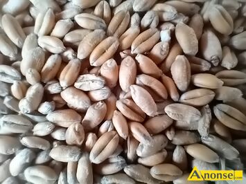 Anonse PSZENICA, Sprzedam pszenice ozim, zbir 2025. c.90z., c.90z. BATW