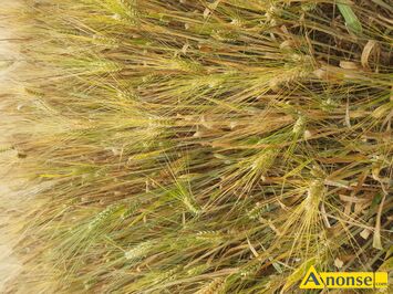 Anonse ZAKUPI: ubin, Zakupie zboe i inne pody rolne. Patnos gotwka.., c.100z. SKARYSKO-KAMIENNA